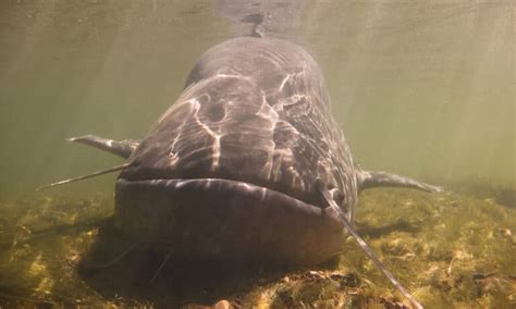 Discover the Massive Catfish That Grows to 10.